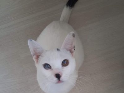 Blanqui Blanqui