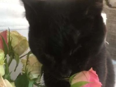 Salem Salem