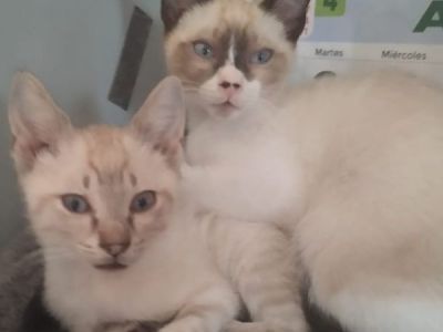 Caruso und Nino Caruso und Nino