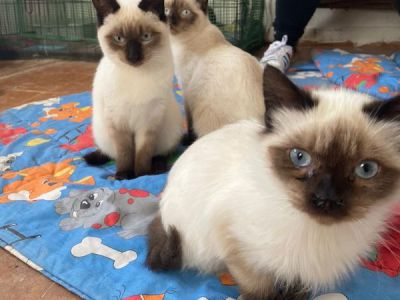 Raziel, Rocco, Rio Raziel, Rocco, Rio