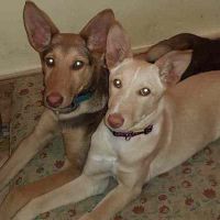 Opfelia-Amy Opfelia-Amy