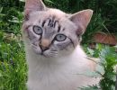 Milly