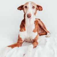 Pepa