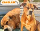 Canela