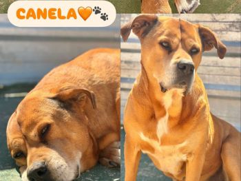 Canela
