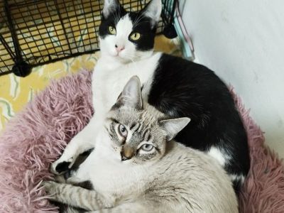 Leon und Tigre Leon und Tigre