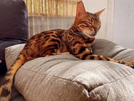 Chico03